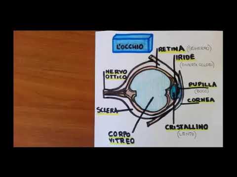 Scienze, Scuola Primaria, L'occhio e la visione