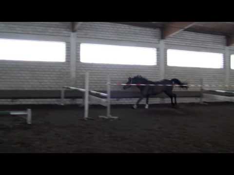 Diarado Stute Springen