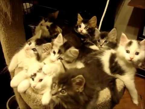 FUNNY: Uite cum se mișcă sincron pisicile astea! (VIDEO)