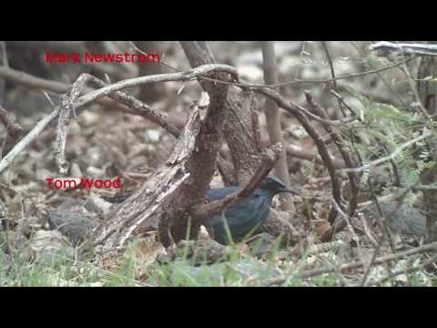 Blue Mockingbird - HD