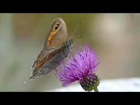 La proboscide delle farfalle