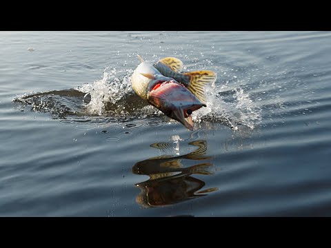 Amazing Before & After 3D Fish Animation Vfx Breakdown