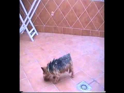 Mi perro Toy persiguiendo pompas de jabón