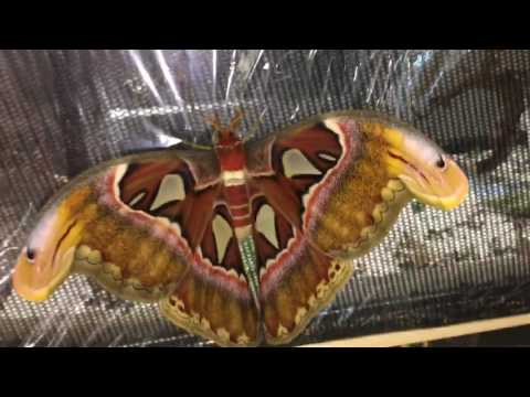 LARGEST MOTH IN THE WORLD FLY !