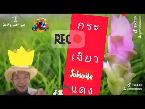 คลิกเพื่อดูคลิปวิดีโอ
