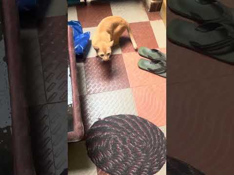 Amazon Parcel Torn by Street Cat 😹 | Funny Vlog #tejaspettales