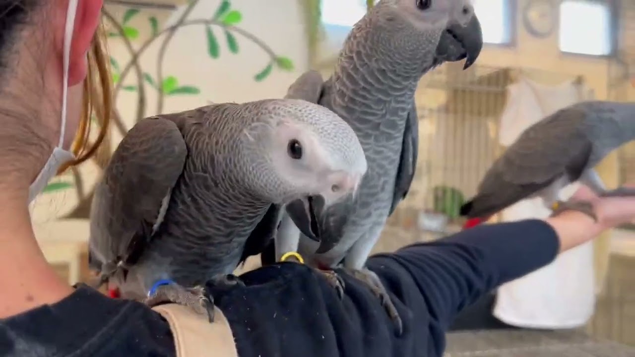 えとぴりか名物！ヨウムの木！とってもかわいいヨウムのベビーちゃんズ！