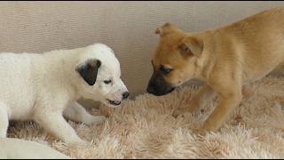 Do Primeiro Encontro à Amizade para Sempre 🐾💕