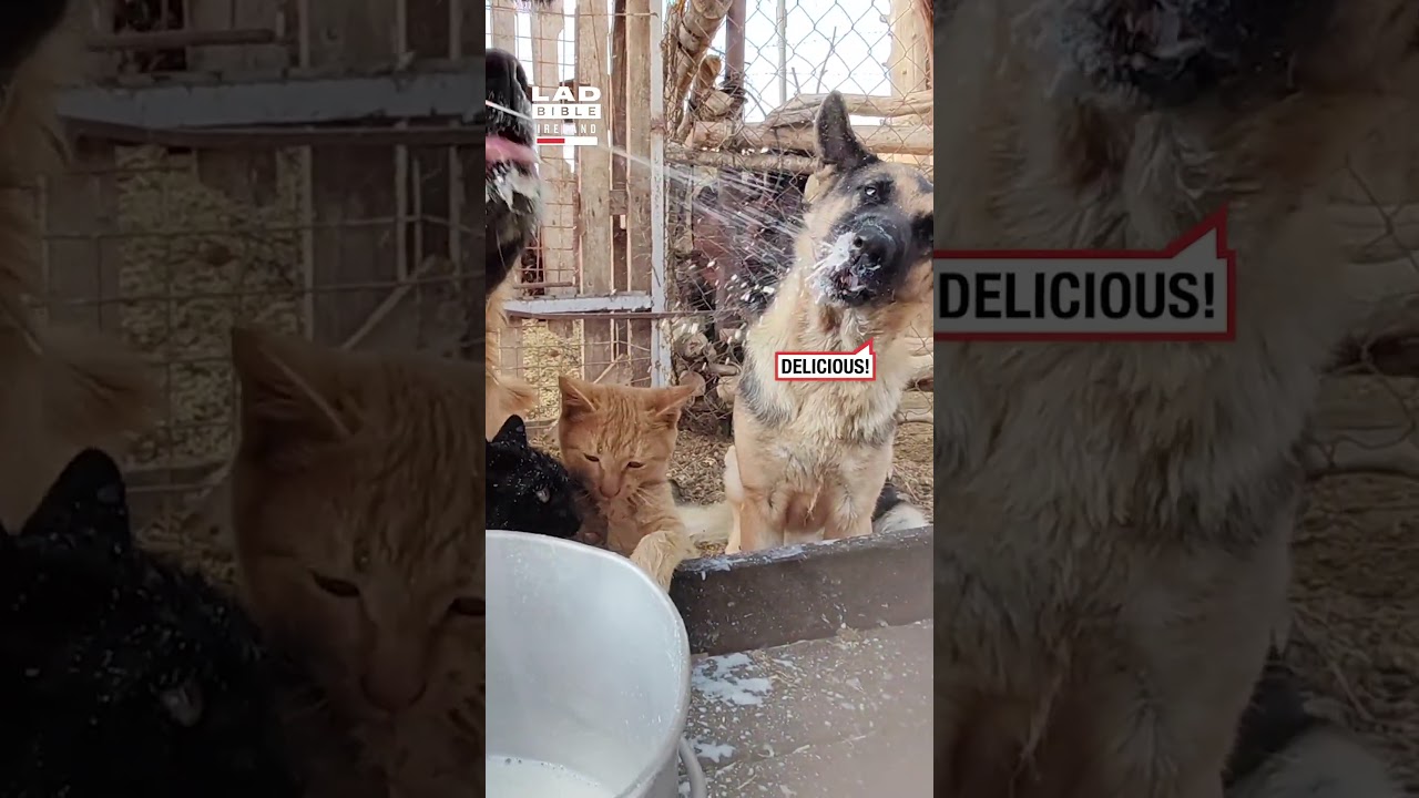 Cat and Dog Enjoy Milk Straight from the Source
