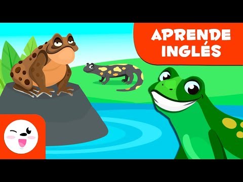 Animales vertebrados: Los anfibios EN INGLÉS - Ciencias naturales para niños