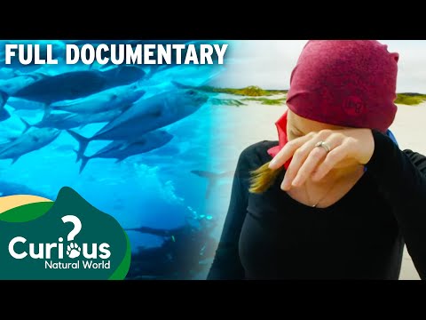 The Sad Truth Of Living In The Galapagos Islands | Full Documentary