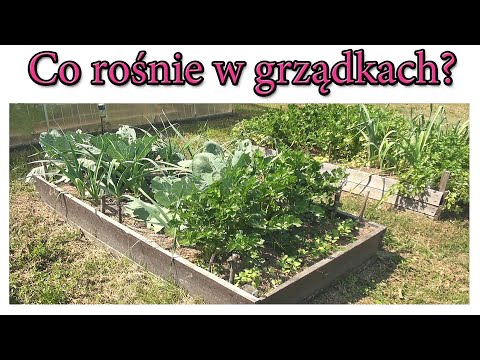 Co rośnie w grządkach podwyższonych? Sierpień 2021 - Ogrodowe pierdamony 121