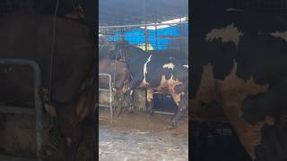 Download lagu Natural mating ๐#cow #bull #keralafarm #mating #farming mp3 Download lagu Natural mating ๐#cow #bull #keralafarm #mating #farming mp3