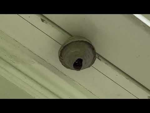 Bald-Faced Hornet Starting Its Nest in Holmdel, NJ