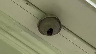 Watch video: Bald-Faced Hornet Starting Its Nest in Holmdel, NJ