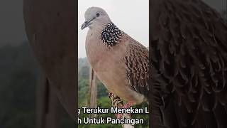 Download lagu Tekukur Gacor Sedang Menekan Lawan #tekukur #suaratekukur #tekukurgacor mp3