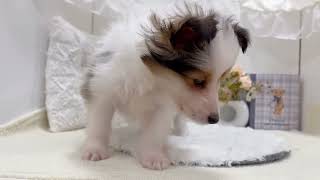 シェットランドシープドッグの動画01