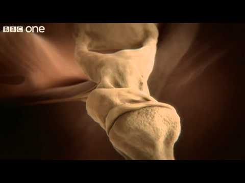 How your ear works - Inside the Human Body: Building Your Brain - BBC One