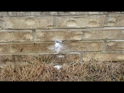 Yellow Jackets Weep in Eatontown, NJ