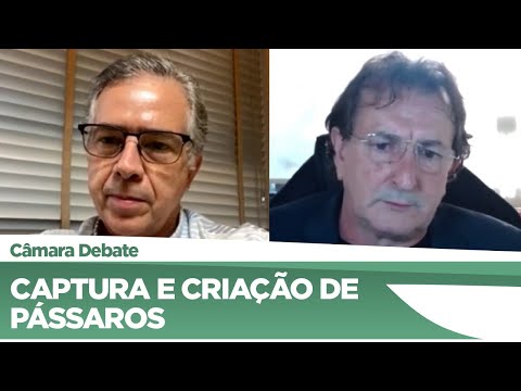 Deputados debatem regras para captura e criação de pássaros - 12/05/21
