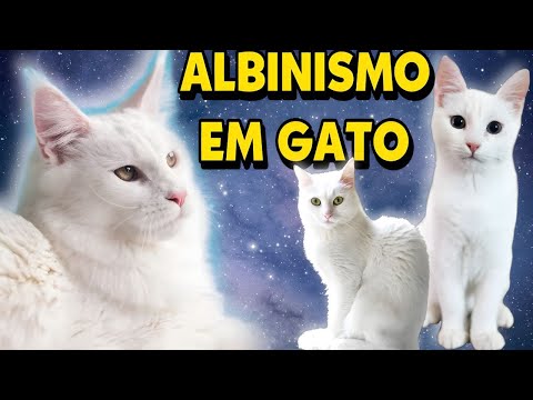 O GATO ALBINO