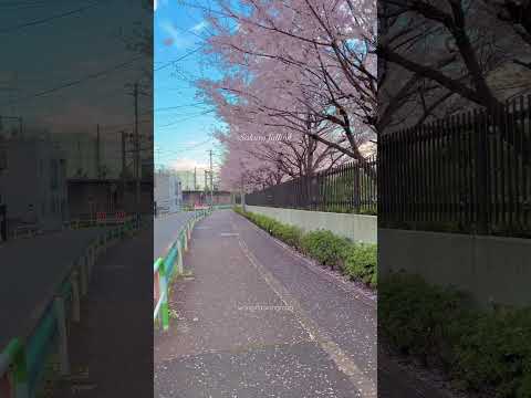 桜吹雪🌸Sakura falling#sakura #日本の風景 #aesthetic #japan #日本 #foryou #fyp #shorts #shortsvideo