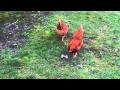 John Grant - Chicken Bones 
