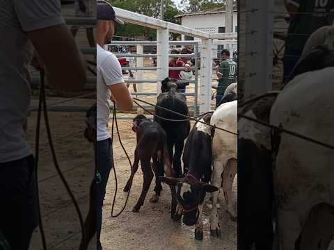 Feira de animais de Afogados da Ingazeira-PE