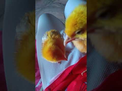 L a s full form lasya anagha satwika