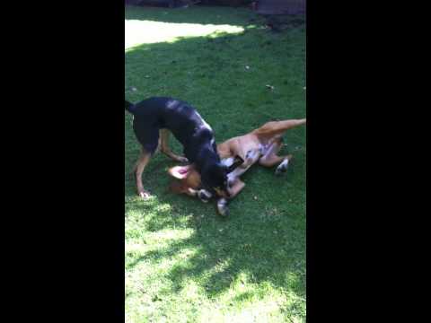 Bloodhound and Boxer Dogs Playing (Pepe & Sancho)