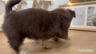 チワワ（ロング）の動画01