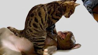 When Kittens Are Dramatic Around Dogs 🤣 Funniest Cat Videos 2026