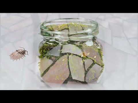Terrarium mit Asseln Teil1 DE