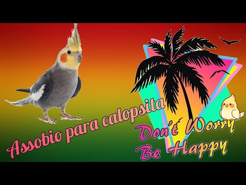 CANTO DE CALOPSITA - DON'T WARRY BE HAPPY - BOBBY MCFERRIN - ASSOBIO REGGAE CALOPSITA - COCKATIEL