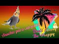 CANTO DE CALOPSITA DON T WARRY BE HAPPY BOBBY MCFERRIN ASSOBIO REGGAE CALOPSITA COCKATIEL