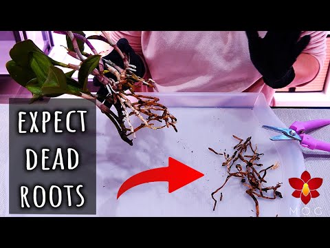 Watch this before buying bare root Cattleya Orchids!