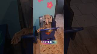 Yes, our dog eats in a box! #dogshorts #doggielife #petsrule #cutedog #doggie
