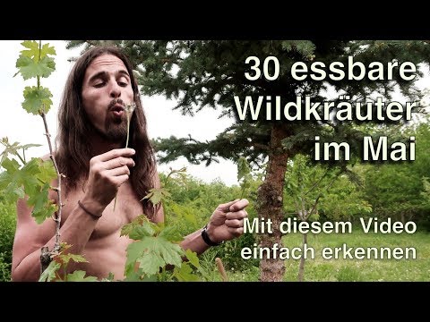 30 Wildkräuter im Mai! 🍃Ich zeige detailliert essbare Wildpflanzen und gebe Praxistipps! In HD!