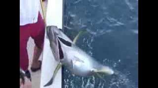 preview picture of video 'yellowfin tuna fishing dorado fishing Grand Isle Louisiana'