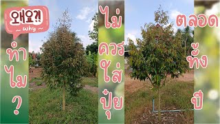 ทำไม? ไม่ควรใส่ปุ๋ยทุเรียนต่อเนื่องตลอดทั้งปี
