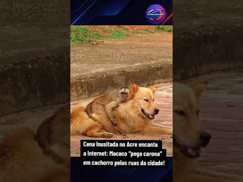 Cena Inusitada no Acre Encanta a Internet: Macaco “pega carona” em cachorro pelas ruas da cidade!