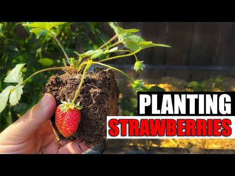 Strawberry Plant Revival Make More And More Strawberry Plants