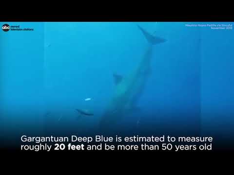 Deep Blue, one of world's largest great white sharks, possibly spotted off Hawaii