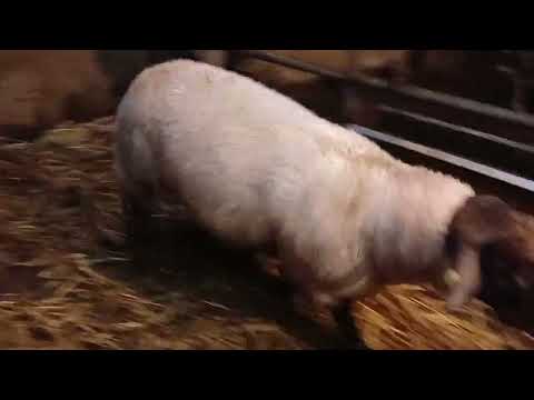 Suffolk ram lamb - Image 2