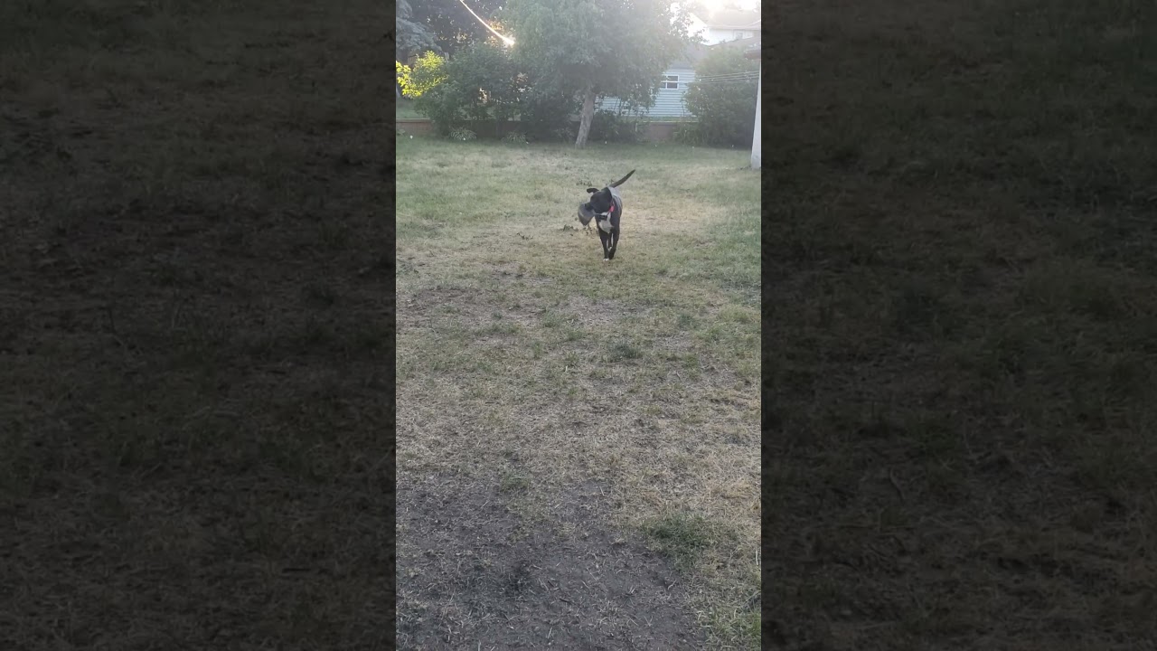 Enlarge Nico- 22228, a Adoptable Labrador Retriever in Minneapolis, MN video 6/6