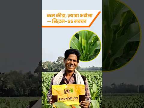 Bhueshwar Prasad Yadav - Siddham-55 Maize