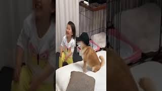 ☆Super Cute Animals☆Cute cats and funy dogs＆cat　videos compilation2021C㊾#Shorts