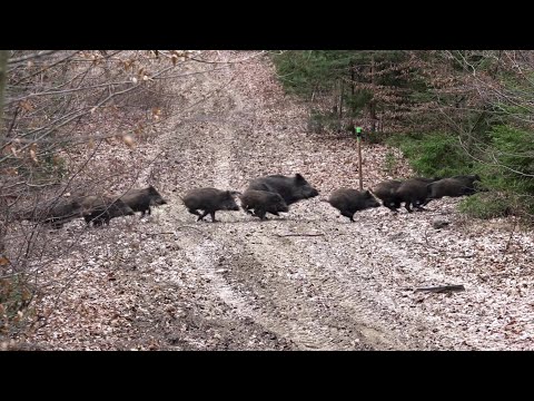 CARBON FEVER II - Trailer / Junge Jagd