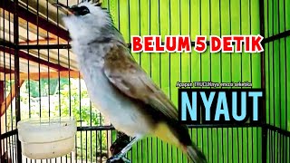 Download lagu TRUCUK BETINA memanggil lawan, pancingan trucuk agar BUNYI GACOR NGALAS  mp3