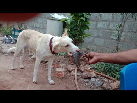 my dogs part 4 video